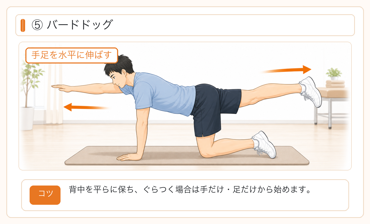 バードドッグ：四つん這いで手足を水平に伸ばし、背中を平らに保つ。