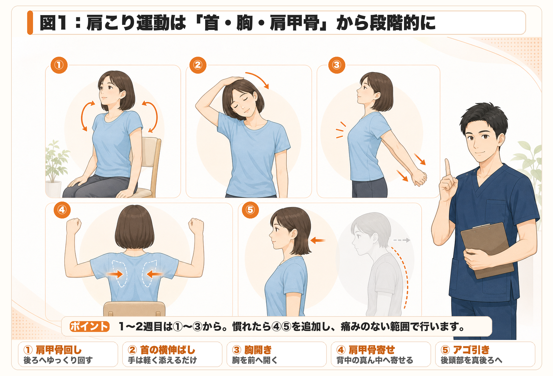 図1：肩こり運動は首・胸・肩甲骨から段階的に始める。1〜2週目は肩甲骨回し・首の横伸ばし・胸開き、慣れたら肩甲骨寄せ・アゴ引きを追加します。