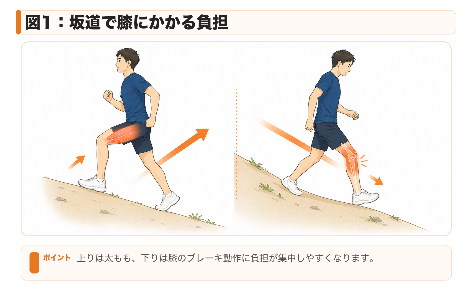 図1：坂道で膝にかかる負担。上りは太もも、下りは膝のブレーキ動作に負担が集中しやすくなります。